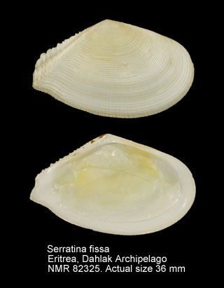 Serratina fissa.jpg - Serratina fissa (Spengler,1798)